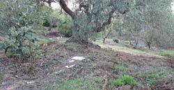 Termini Imerese: terreno agricolo contrada Cortevecchia